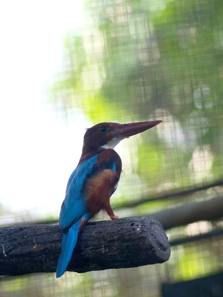 Brown Blue King Fisher Perched Concrete Branch — Stock Photo, Image
