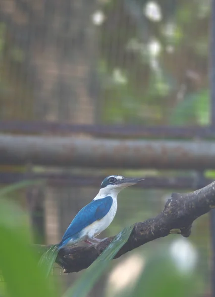 Blue White King Fisher Perched Concrete Branch — Stock Photo, Image