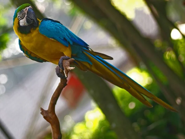 Isolated Background Yellow Blue Macaw Perched Stem Ready Action — Stock Photo, Image