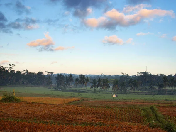 Vista Campos Arroz Colhidos Coqueiros Céu Claro Pela Manhã — Fotografia de Stock