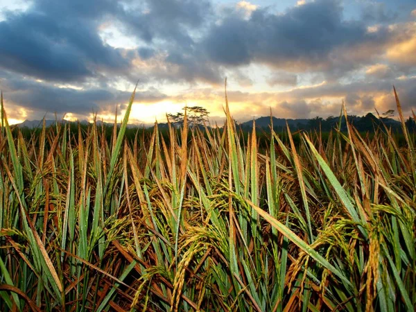 Ris Växter Som Har Blivit Gula Morgonen — Stockfoto