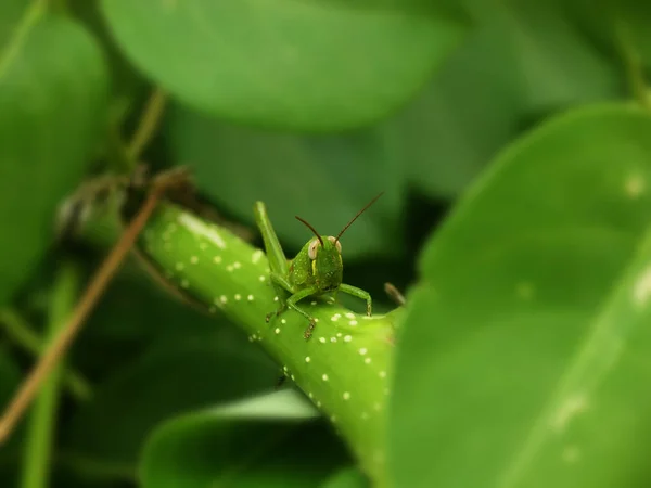 Baby Gräshoppa Sittande Den Gröna Grenen Vänd Framåt — Stockfoto