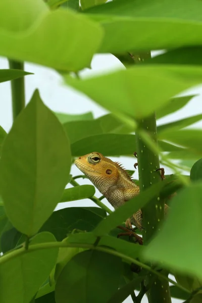 Emoldurando Lagarto Amarelo Folhagem Tropical Fundo Azul — Fotografia de Stock