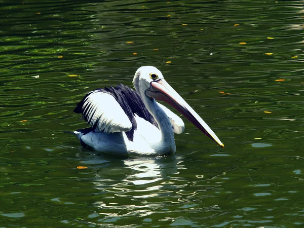 Tropical Lake Background Black White Pelicans Swimming Calm Green Lake — Stock Photo, Image