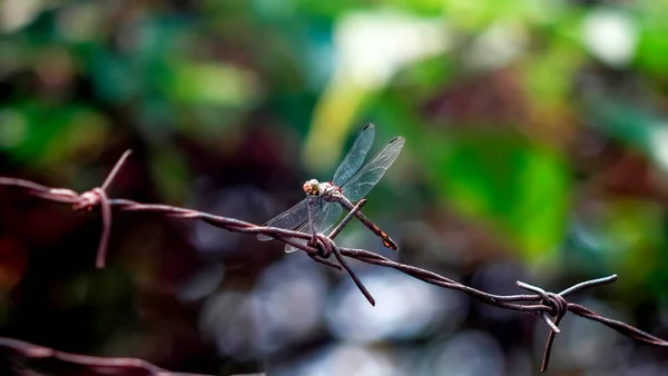 Blurry Tropical Jungle Background Army Green Dragonfly Perching Barbed Wire — Zdjęcie stockowe