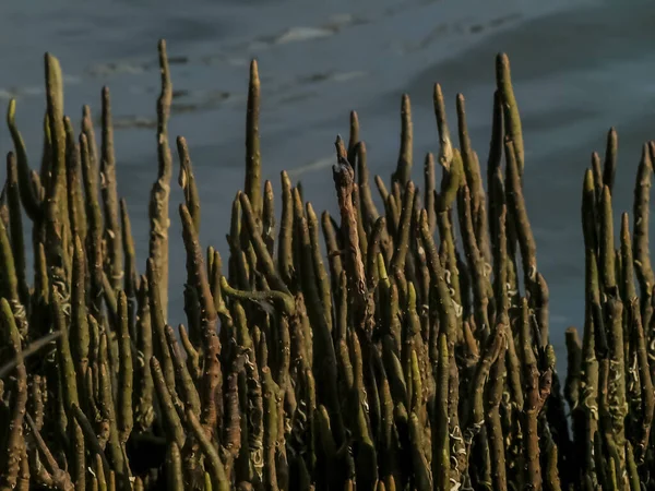 Der Wurzelstamm Des Mangrovenbaums Bildet Ein Muster Der Küste — Stockfoto