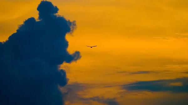 Небесный Фон Силуэт Чаек Летающих Рядом Серыми Облаками — стоковое фото