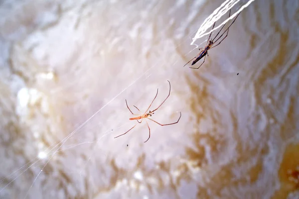 Marrom Água Corrente Fundo Duas Aranhas Magras Espera Presas Sua — Fotografia de Stock