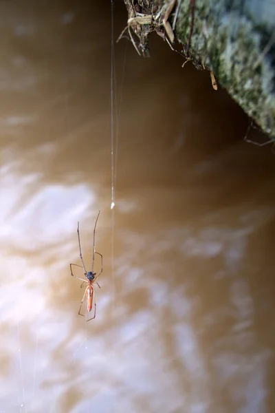 褐色的水底 瘦小的蜘蛛8条腿等猎物 — 图库照片