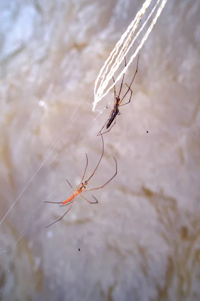 Коричневий Водний Фон Дві Худі Павуки Взаємодіють Один Одним — стокове фото