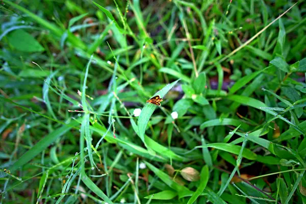 Grashintergrund Ein Kleiner Brauner Schmetterling Auf Einem Der Grasblätter — Stockfoto