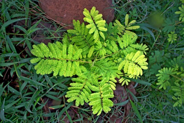 Sfondo Sfocato Marrone Secco Fiore Selvatico Erba Foresta Tropicale — Foto Stock