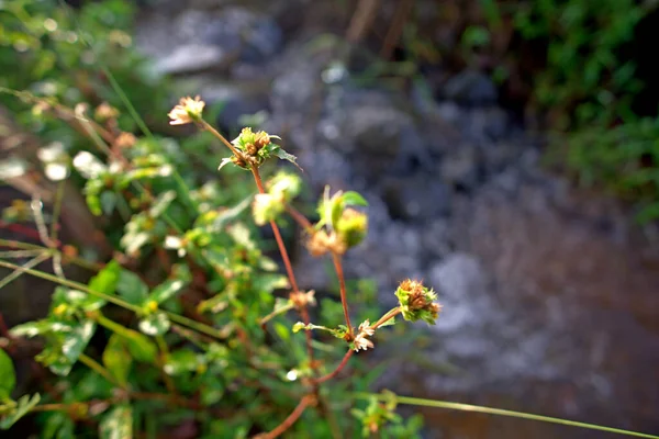 Fond Flou Fleur Sauvage Brun Sec Dans Herbe Forêt Tropicale — Photo