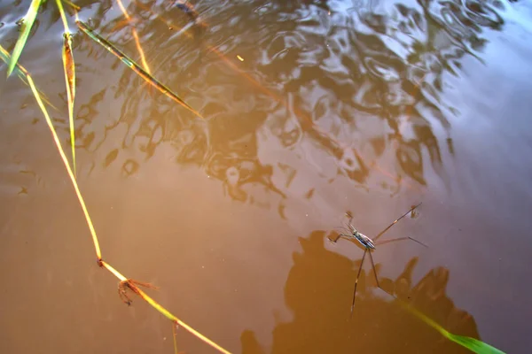 Flusshintergrund Horizontalblick Libellen Vor Metamorphose Schweben Auf Der Braunen Wasseroberfläche — Stockfoto