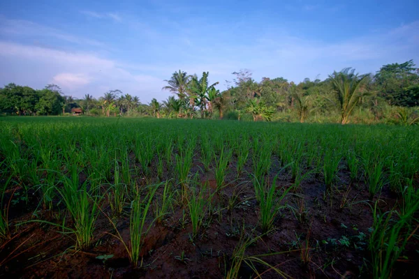 Tropical Background Horizontal View Rice Trees Planted Fertile Soil — Stockfoto