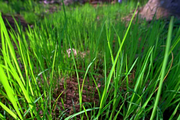 Tropical Garden Background Horizontal View Blooming Rice Plants — Φωτογραφία Αρχείου