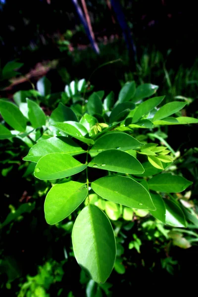 Tropical Garden Background Vertical View Green Leaf Pattern Facing Forward — Fotografia de Stock