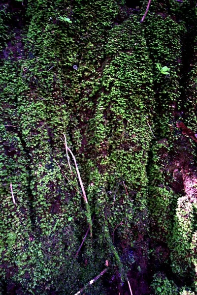 Vertical View Tiny Pine Trees Start Grow Fresh Morning — Stock Photo, Image