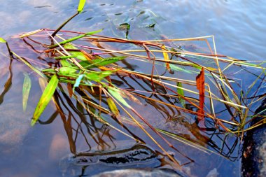 Nehir suyuyla taşınan yatay ilalang ağacı yaprakları tropikal bir yapı oluşturur.