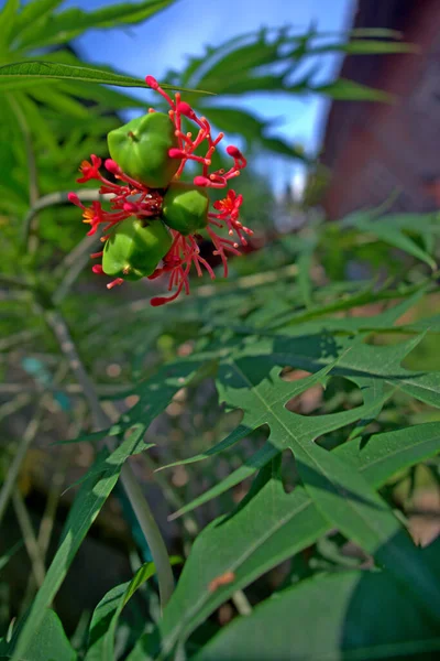 Vue Verticale Arbre Base Plantes Avec Fruits Verts Coquilles Rouges — Photo