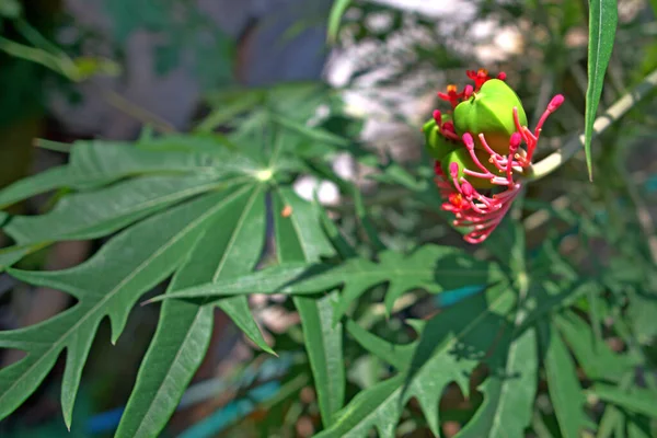 Horizontal View Herbal Tree Green Fruit Red Shells — Stock Photo, Image