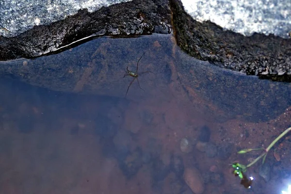 Eau Claire Rivière Formant Enfant Libellule Avant Métamorphose — Photo