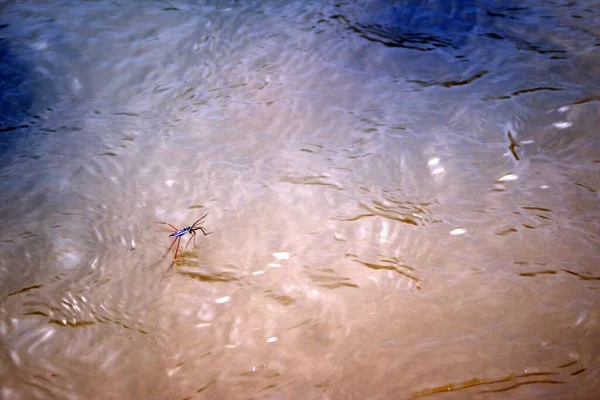 Horizontale Ansicht Braunes Flusswasser Das Einen Libellensprung Bildet — Stockfoto