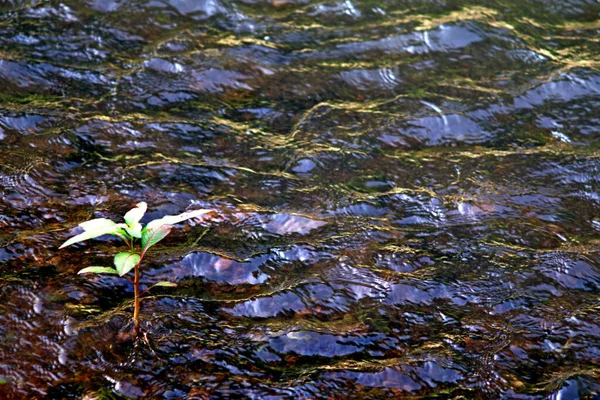 Fond Rivière Tropicale Arbres Sauvages Horizontaux Poussent Sur Lit Rivière — Photo