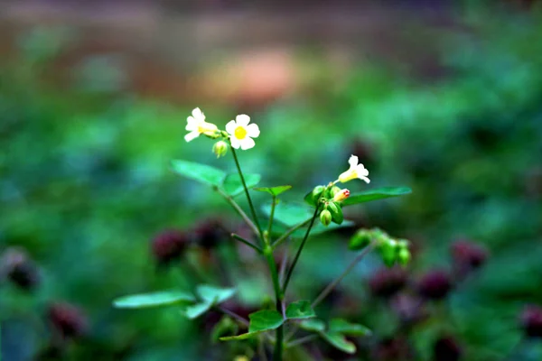 Herbe Tropicale Fond Vue Verticale Pétales Blancs Avec Pistils Jaunes — Photo