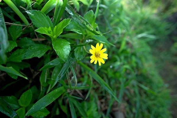 Tropischer Feldhintergrund Horizontale Ansicht Gelbe Blüten Mit Blütenblättern Und Rundem — Stockfoto