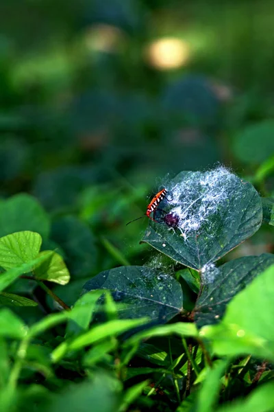 Tropisches Gras Hintergrund Horizontale Ansicht Insekten Mit Schwarzen Streifen Auf — Stockfoto