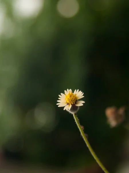 Plantas Tropicales Pic Siete Fondos Modelado Flores Arte Bokeh Borrosa —  Fotos de Stock