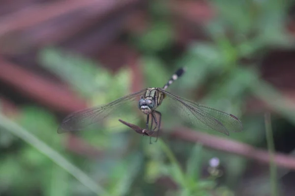 Dragon Vert Voler Sur Herbe — Photo