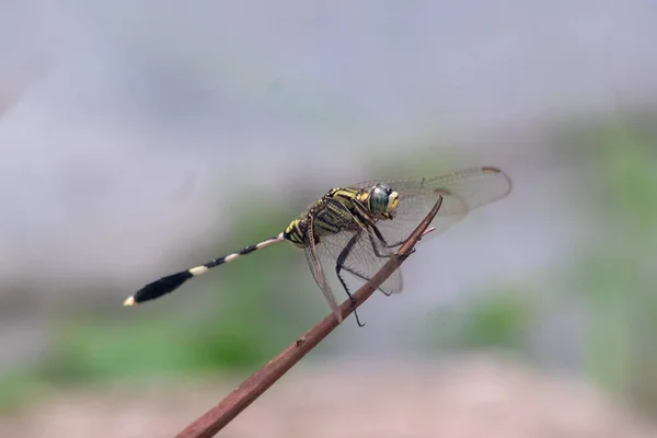 Dragon Vert Voler Sur Herbe — Photo