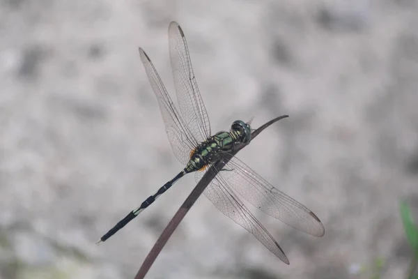 Dragão Verde Voar Grama — Fotografia de Stock