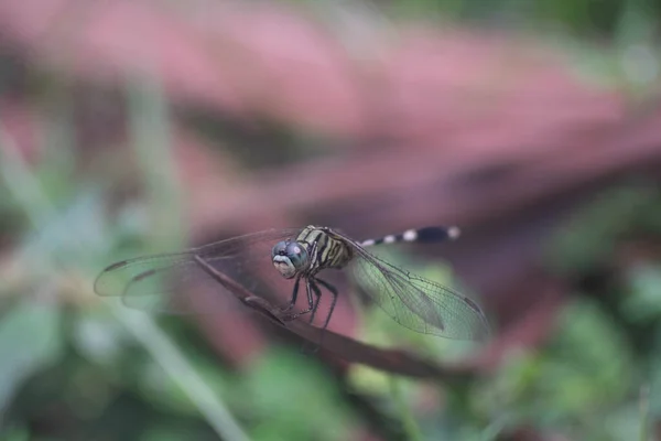 Dragão Verde Voar Grama Fotografia De Stock