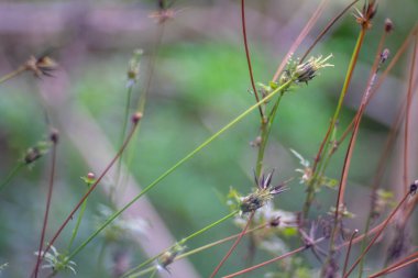 çimen çiçeği arkaplan bokeh