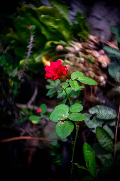 Rose Rouge Fond Fleur Bokeh — Photo