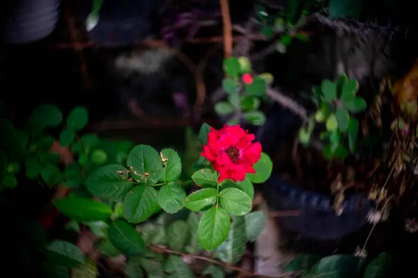 Rose Rouge Fond Fleur Bokeh — Photo