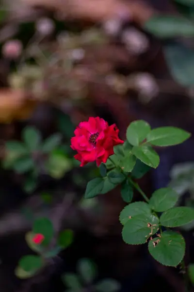 Vermelho Rosa Flor Fundo Bokeh — Fotografia de Stock