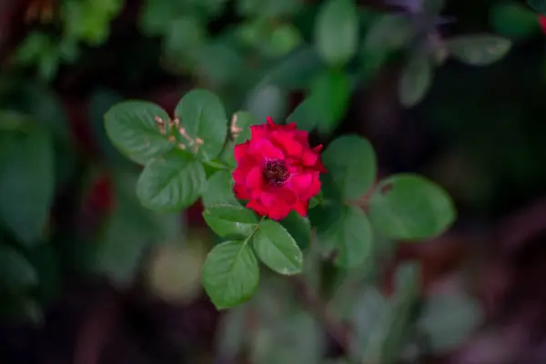 Rose Rouge Fond Fleur Bokeh — Photo