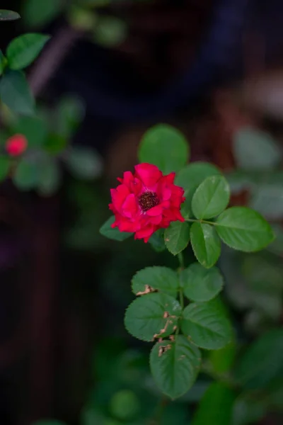 Rosa Vermelho Flor Fundo Bokeh — Fotografia de Stock