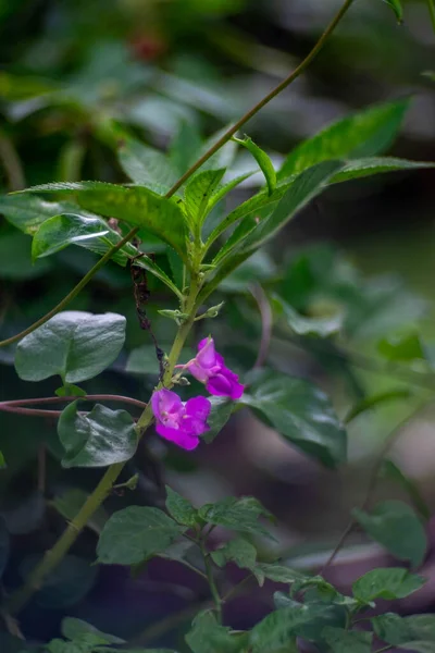 Flor Púrpura Fondo Bokeh —  Fotos de Stock