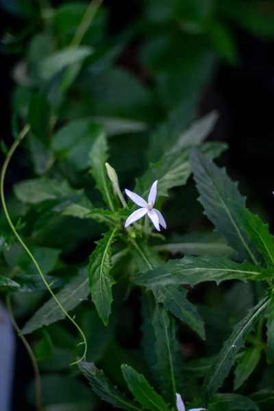 Herbe Blanche Fleur Fond Bokeh — Photo