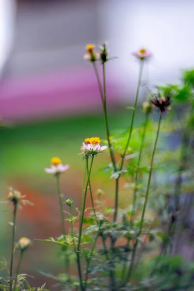 Bianco Fiore Giallo Petalo Sfondo Bokeh — Foto Stock