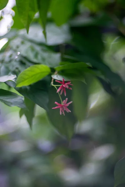 Fundo Flor Vermelha Bokeh — Fotografia de Stock