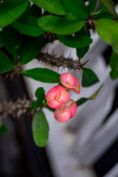 Fond Fleur Orange Bokeh — Photo