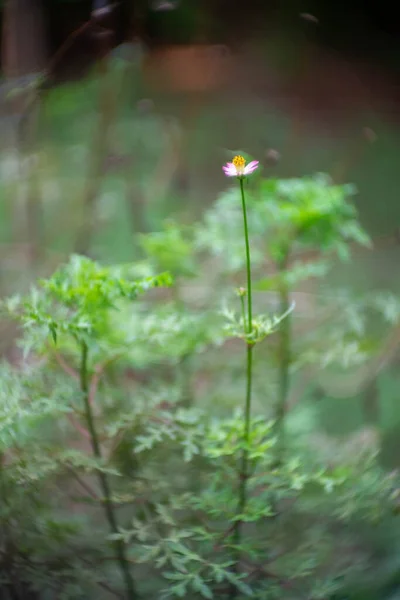 Fleur Blanche Pétale Jaune Fond Bokeh — Photo