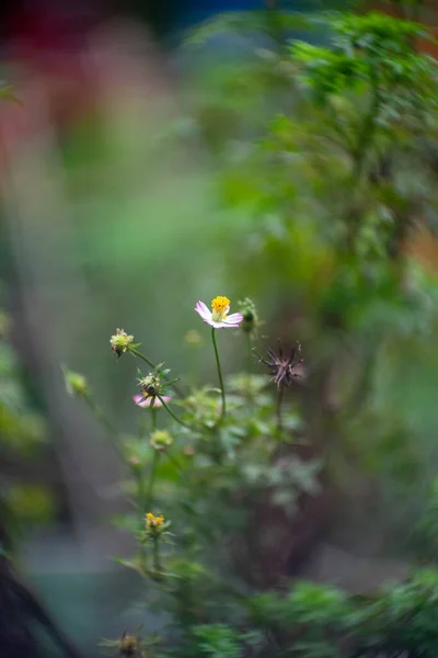 Flor Blanca Pétalo Amarillo Fondo Bokeh — Foto de Stock