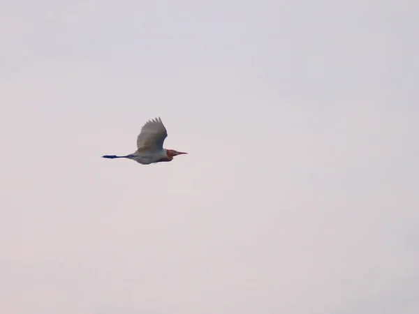 Cegonha Voando Céu — Fotografia de Stock